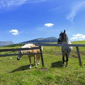 weiden pferde rinder sattelbergalm