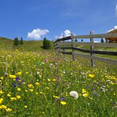 blumen wiesen bei sillian bergstation thurntaler