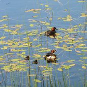 kueken zwergtaucher bei schwarzer see