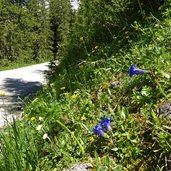 via alpina karwendeltal kurz vor karwendelhaus flora