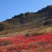 herbstlandschaft am weg zur edelhuette mayrhofen zillertal heidelandschaft kraehenbeeren