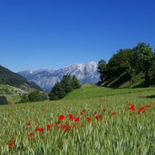 wipptal getreidefelder bei pfons mit mohnblumen