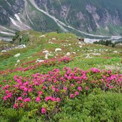 alpenrosen bei geraer huette