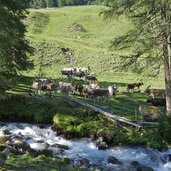 almabtrieb kemater alm geschmuecktes vieh