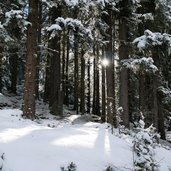 winterwald bei rodelbahn juifenalm