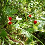 waldfruechte erdbeeren