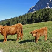 hochlandrinder auf ehrwalder alm