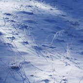 grashalme im schnee und frost