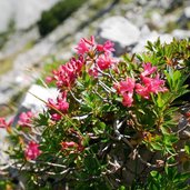 karwendel alpenrosen