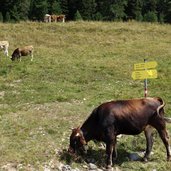 forst strasse von stier alm nach plamort