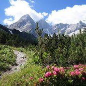 alpenflora im sandestal gschnitz