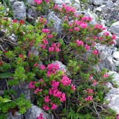 alpenflora im sandestal gschnitz alpenrosen