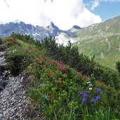 alpenflora im sandestal gschnitz