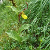 frauenschuh orchidee