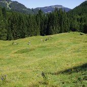 vilstal almen zwischen schattwald und jungholz pfronten