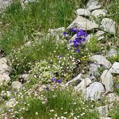 blumen und kraeuter im sulztal