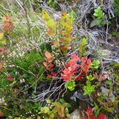 heidelbeeren schafleitenalm