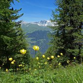 blumen am dreilaenderstein weg