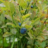 herbst heidelandschaft blaubeeren schwarzbeeren heidelbeeren