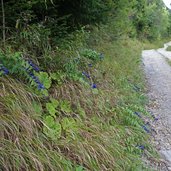 ginzling mtb route innerboeden oberboeden schwalbenwurz enzian