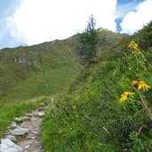 wiesen unter dem tuxerjoch am weg