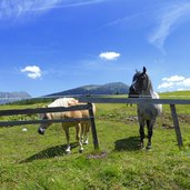 weiden pferde rinder sattelbergalm