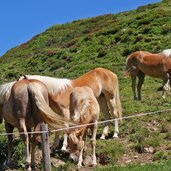 haflinger pferde bei alpe rossfall