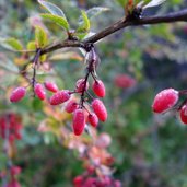 tau auf beeren herbst berberitzen crespino sauerdorn