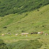 pferde im schoenverwalltal