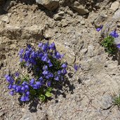 glockenblumen