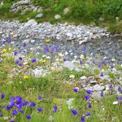 glockenblumen im schoenverwalltal