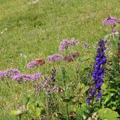 flora am weg bei imster ochsenalm