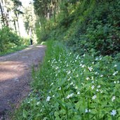 wanderweg hasental nach hall in tirol