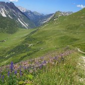 flora am weg bei imster ochsenalm