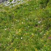 alpenflora bei steinjoechl