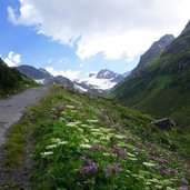 heidelandschaft bei jamtal talschluss