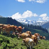 vieh kuehe unterhalb der gauxeralm