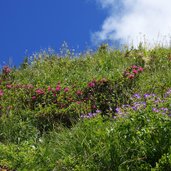 alpenrosen und storchschnabel