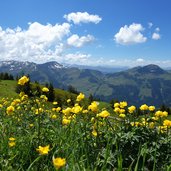 jufenkamm butterblumen