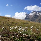 wucherblumen bei baerenhoppe dahinter gurgler kamm