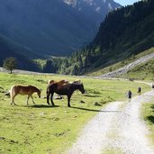 pferde bei gleirschalm weg nr