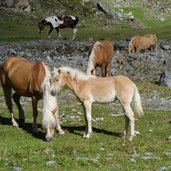 pferde bei gleirschalm weg nr