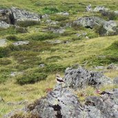 schmaetzer vogel im val fenga