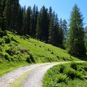 forstweg malfontal rechts dahinter gamskarspitze fr