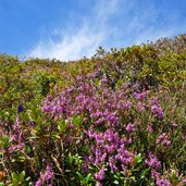 flora heidelandschaft gleirschtal