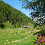 alpenrosen bei untere malfon alm