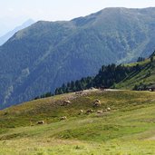 haflinger pferde am venet krahberg