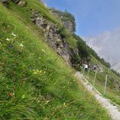 blumen wiese am hang bei alpjoch drischlsteig