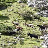 ziegen bei gleirschalm