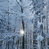 winterwald am stadtberg kufstein